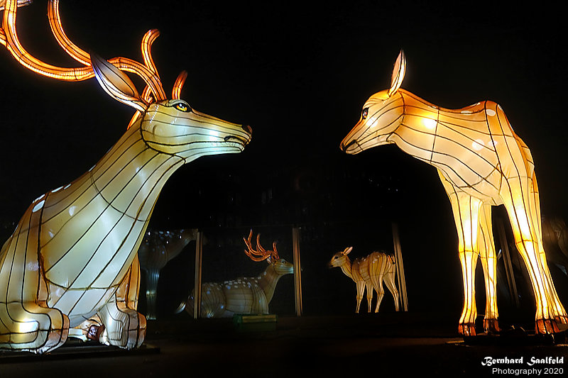 Bernhard Saalfeld - China-Light-Festival 2020 (8v9)